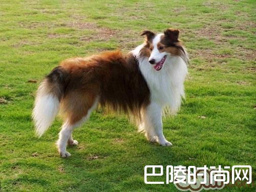 喜乐蒂牧羊犬