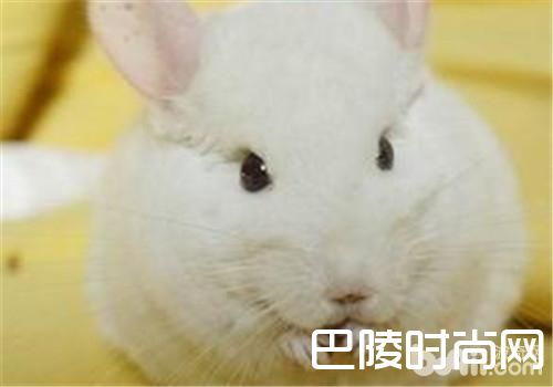 纯白龙猫