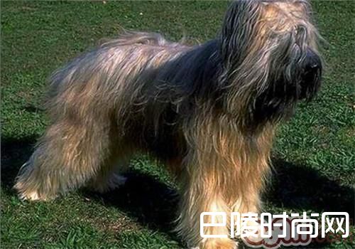 伯瑞犬