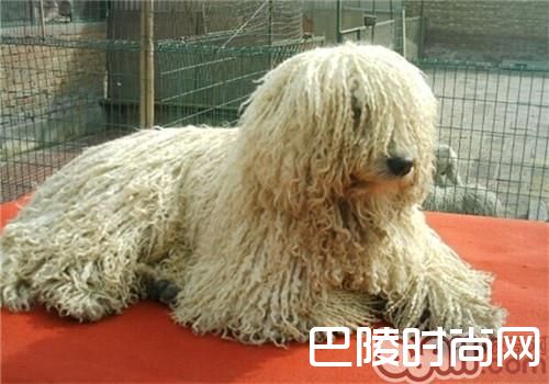 可蒙犬 可蒙犬