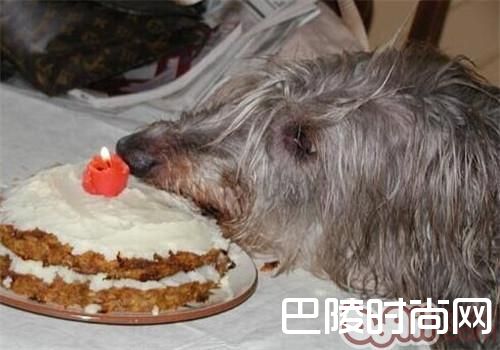 苏格兰猎鹿犬