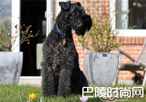 凯利蓝梗 凯利蓝梗