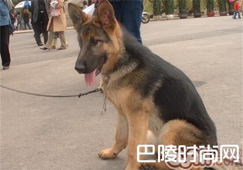 德国牧羊犬