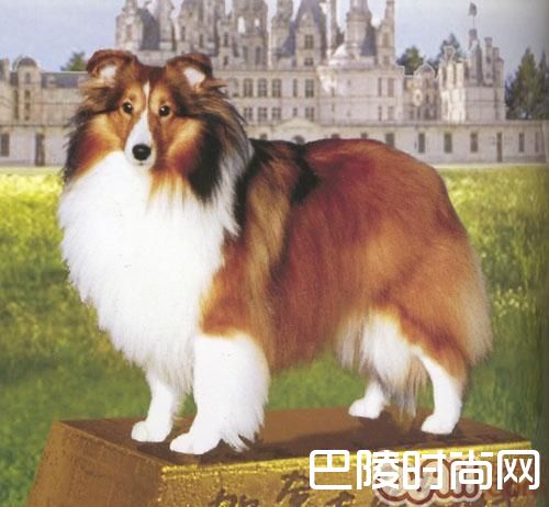 喜乐蒂牧羊犬 喜乐蒂牧羊犬