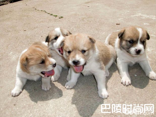 中华田园犬 中华田园犬