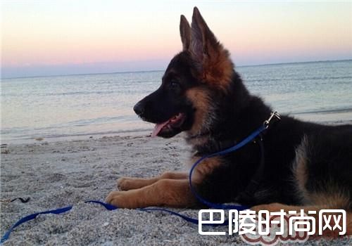 德国牧羊犬 德国牧羊犬