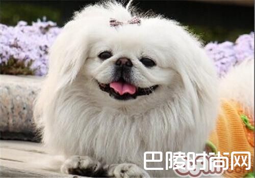 京巴犬 京巴犬