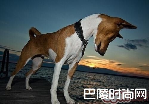 贝生吉犬