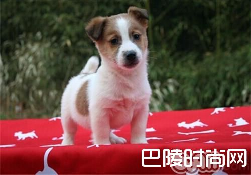 平毛猎狐梗 平毛猎狐梗