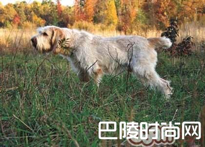 史毕诺犬