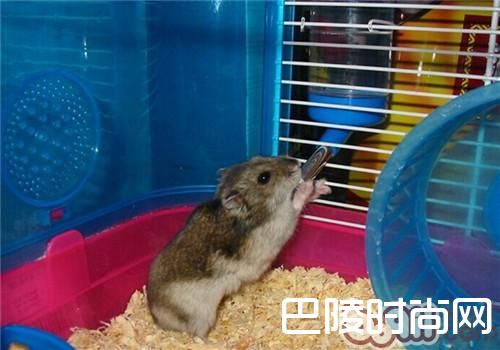 三线仓鼠 三线仓鼠