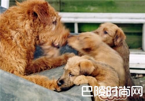 爱尔兰梗 爱尔兰梗