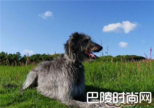 苏格兰猎鹿犬