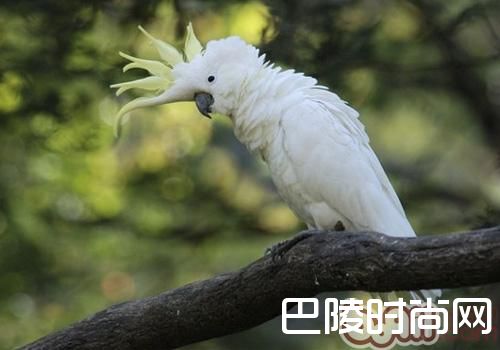 小葵花凤头鹦鹉 小葵花凤头鹦鹉