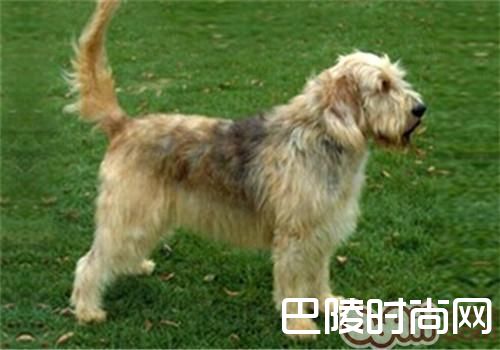 奥达猎犬 奥达猎犬