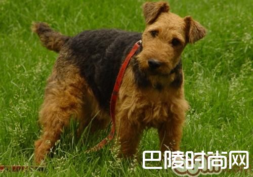 威尔士梗 威尔士梗