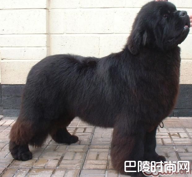 纽芬兰犬 纽芬兰犬
