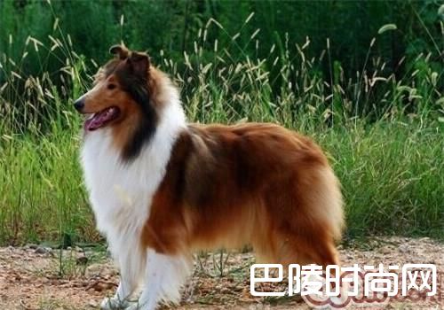 苏格兰牧羊犬 苏格兰牧羊犬
