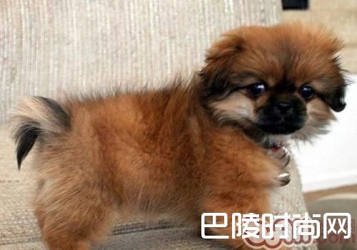 西藏猎犬 西藏猎犬