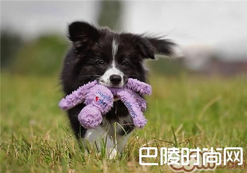 边境牧羊犬