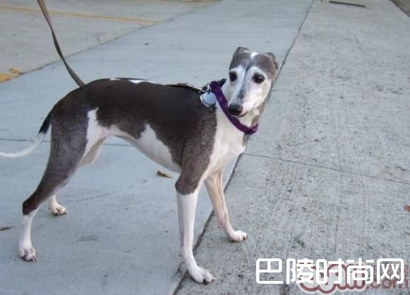 意大利灵缇犬 意大利灵缇犬