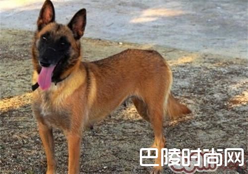 马利诺斯犬 马利诺斯犬