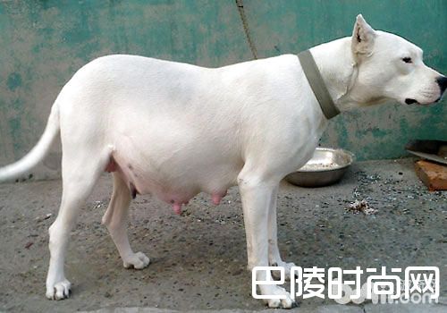 杜高犬 杜高犬