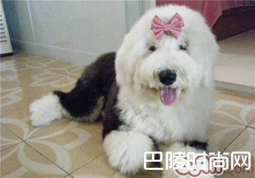 英国古代牧羊犬 英国古代牧羊犬