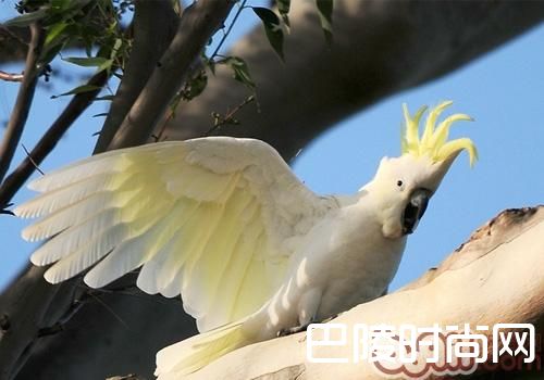 小葵花凤头鹦鹉