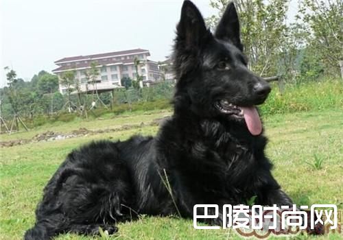 格罗安达犬