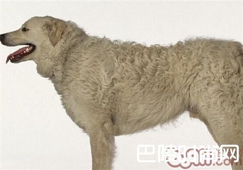 哥威斯犬 哥威斯犬