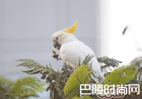小葵花凤头鹦鹉