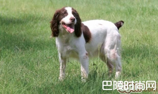 英国史宾格猎犬 英国史宾格猎犬