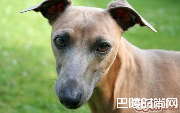 意大利灵缇犬 意大利灵缇犬