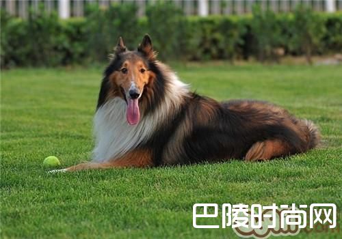 苏格兰牧羊犬 苏格兰牧羊犬