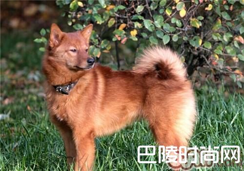 芬兰猎犬