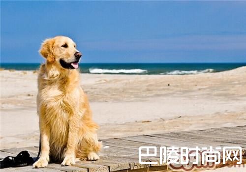 金毛犬 金毛犬