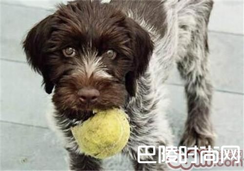 德国刚毛指示犬