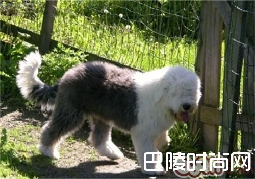 英国古代牧羊犬 英国古代牧羊犬