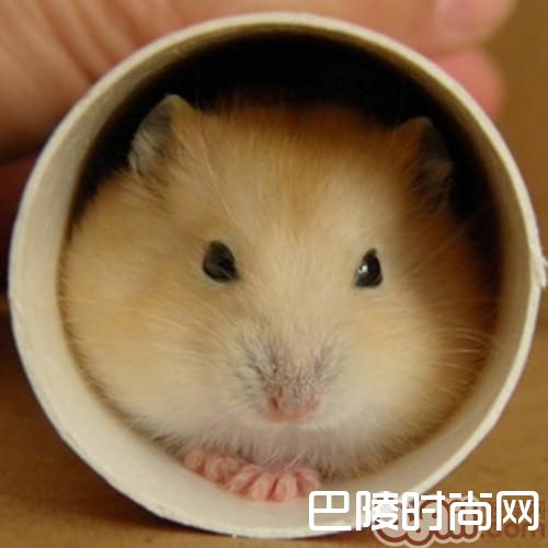 布丁仓鼠 布丁仓鼠