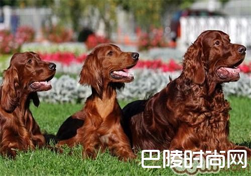 爱尔兰雪达犬 爱尔兰雪达犬