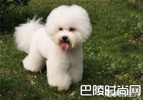 比熊犬