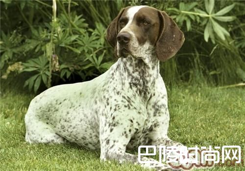 德国短毛指示犬