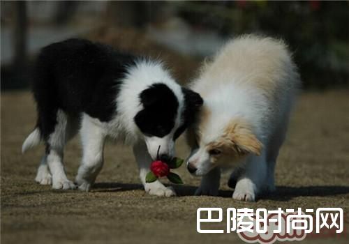边境牧羊犬