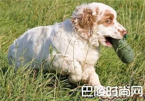 克伦伯猎鹬犬