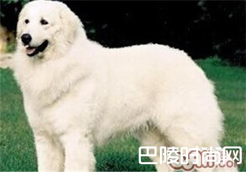 哥威斯犬 哥威斯犬