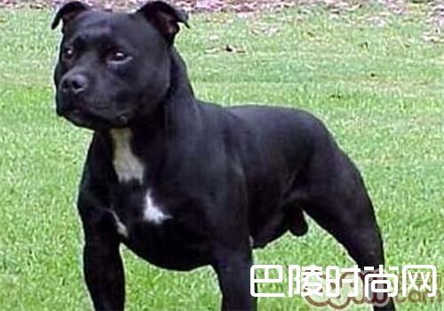 美国斯塔福梗 美国斯塔福梗