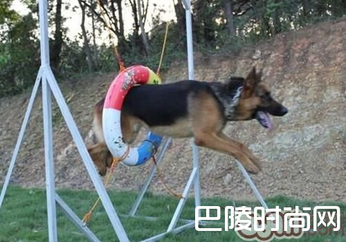 德国牧羊犬 德国牧羊犬