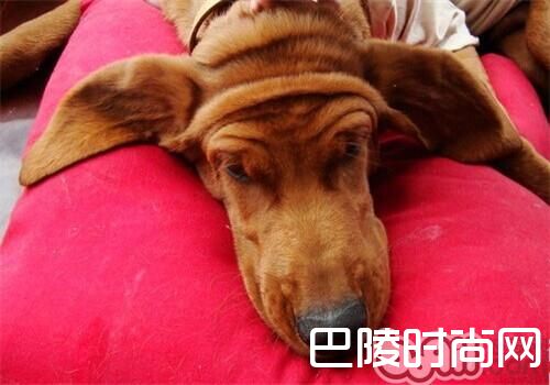 红骨猎浣熊犬 红骨猎浣熊犬