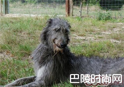 苏格兰猎鹿犬